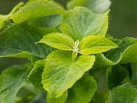 Колеус Блюме (Mezmerize)