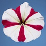 Петуния многоцветковая (Petunia multiflora)