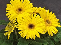 Гербера Джемсона (Royal F1)