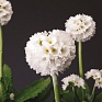 Примула мелкозубчатая (Primula denticulata)