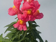 Львиный зев (Антирринум) большой (Snappy F1)