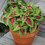Колеус гибридный (Coleus х hybrida)