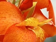 Канна садовая (Cannova F1)