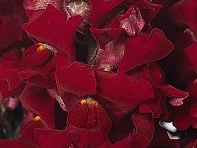 Львиный зев (Антирринум) большой (Solstice F1)