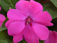 Бальзамин гибридный межвидовой (Solarscape XL F1) Бальзамин гибридный межвидовой (Solarscape XL F1)