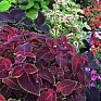 Колеус гибридный (Coleus х hybrida)