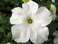 Петуния крупноцветковая (Tritunia F1)