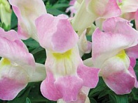 Львиный зев (Антирринум) большой (Snappy F1)