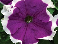 Петуния крупноцветковая (Frost F1)