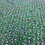 Маргаритка многолетняя (Bellis perennis)