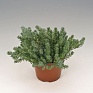 Седум Форстера (Sedum forsterianum)
