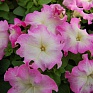 Петуния крупноцветковая (генетически компактная) (Petunia grandiflora)