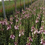 Львиный зев (Антирринум) большой (Antirrhinum majus)