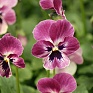 Виола рогатая (Viola cornuta)