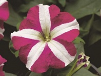 Петуния многоцветковая (Hurrah F1)