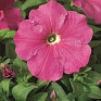 Петуния многоцветковая (Petunia multiflora)