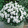 Виола рогатая (Viola cornuta)
