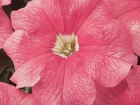 Петуния крупноцветковая (Dreams F1)