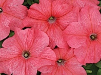 Петуния крупноцветковая (Чехия) (Mladi F1)