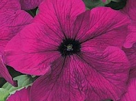 Петуния крупноцветковая
