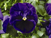 Виола Виттрока