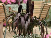 Перистощетинник сизый