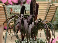 Перистощетинник сизый (Purple Baron)