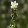 Лаванда стэхадская (Lavandula stoechas)