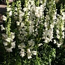 Львиный зев (Антирринум) большой (Antirrhinum majus)
