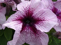 Петуния крупноцветковая (Prism F1)