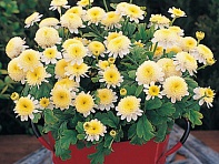 Пиретрум девичий (Santana)