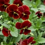 Виола рогатая (Viola cornuta)