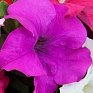 Петуния ампельная гибридная (Petunia x hybrida)