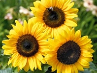 Подсолнечник летний (Bert F1)