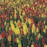 Книфофия ягодная (Kniphofia uvaria)