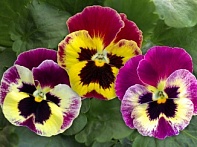 Виола Виттрока