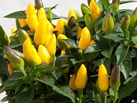 Перец летний (Acapulco)