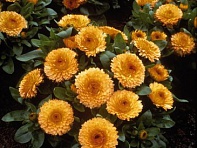 Календула лекарственная (Bon Bon)