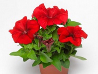 Петуния крупноцветковая (генетически компактная) (Duvet F1)