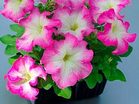 Петуния крупноцветковая (Tango F1)