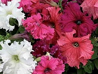 Петуния крупноцветковая (Frillytunia F1)