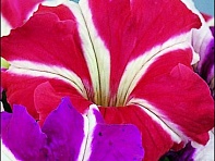 Петуния крупноцветковая (Donna F1)