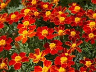 Бархатцы отклоненные (Disco)