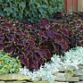Колеус гибридный (Coleus х hybrida)