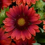 Гайлардия остистая крупноцветковая (Gaillardia aristata grandiflora) Гайлардия остистая крупноцветковая (Gaillardia aristata grandiflora)