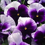 Виола Виттрока (Viola wittrockiana)