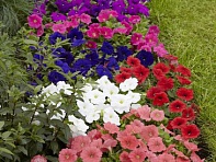 Петуния многоцветковая (генетически компактная) (Damask F1)