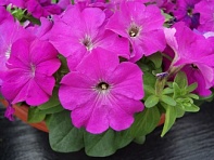 Петуния многоцветковая (генетически компактная) (Mambo GP F1) Петуния многоцветковая (генетически компактная) (Mambo GP F1)