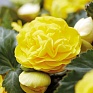 Бегония клубневая махровая ампельная (Begonia tuberhybrida)