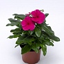 Катарантус розовый (Vinca rosea)